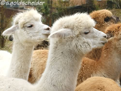 flauschige Alpacas