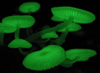 Biolumineszenz bei Pilzen