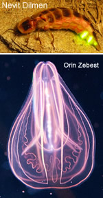 Biolumineszenz - Qualle, Glühwürmchen, Pilze