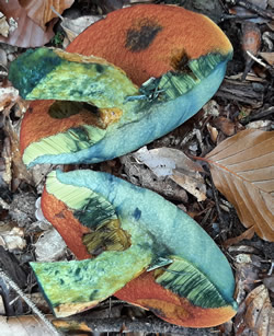 Eine Hexenröhrling im Anschnitt