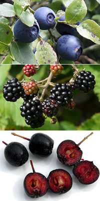 Rotblaue und Schwarze Früchte