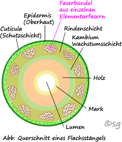 Stängelfaser des Leins